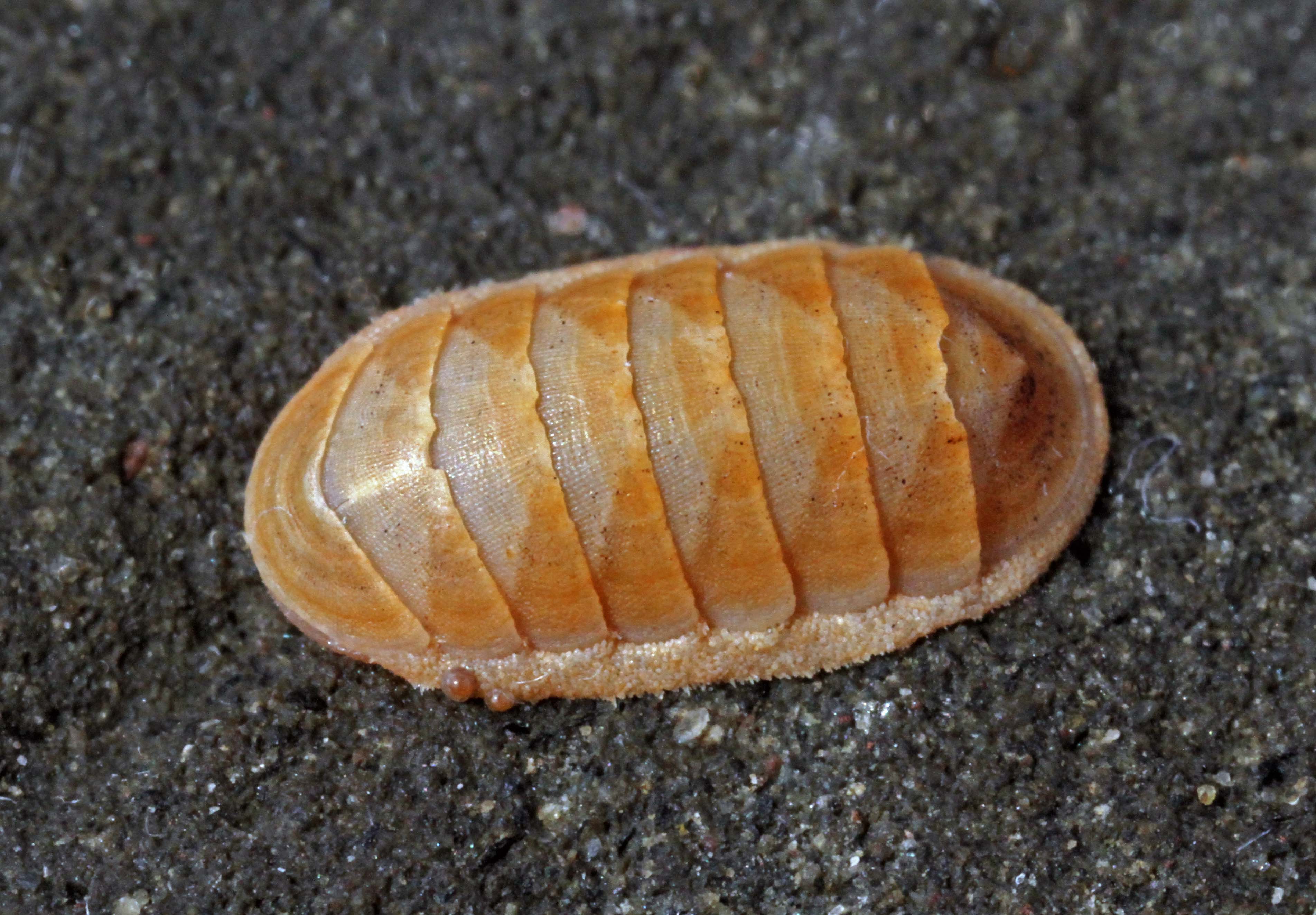 Представитель Семейства Leptochitonidae